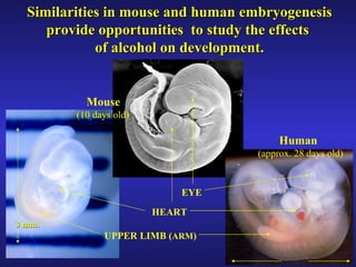 Similarities in mouse and human embryogenesis provide opportunities  to study the effects  of alcohol on development. 5 mm. Mouse (10 days old) Human  (approx. 28 days old) EYE HEART UPPER LIMB ( ARM ) 3 mm. 