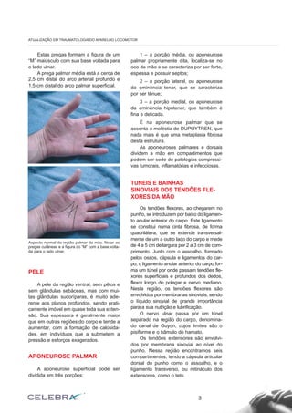 Estas pregas formam a figura de um
“M” maiúsculo com sua base voltada para
o lado ulnar.
A prega palmar média está a cerca de
2,5 cm distal do arco arterial profundo e
1,5 cm distal do arco palmar superficial.
PELE
A pele da região ventral, sem pêlos e
sem glândulas sebáceas, mas com mui-
tas glândulas sudoríparas, é muito ade-
rente aos planos profundos, sendo prati-
camente imóvel em quase toda sua exten-
são. Sua espessura é geralmente maior
que em outras regiões do corpo e tende a
aumentar, com a formação de calosida-
des, em indivíduos que a submetem a
pressão e esforços exagerados.
APONEUROSE PALMAR
A aponeurose superficial pode ser
dividida em três porções:
1 – a porção média, ou aponeurose
palmar propriamente dita, localiza-se no
oco da mão e se caracteriza por ser forte,
espessa e possuir septos;
2 – a porção lateral, ou aponeurose
da eminência tenar, que se caracteriza
por ser tênue;
3 – a porção medial, ou aponeurose
da eminência hipotenar, que também é
fina e delicada.
É na aponeurose palmar que se
assenta a moléstia de DUPUYTREN, que
nada mais é que uma metaplasia fibrosa
desta estrutura.
As aponeuroses palmares e dorsais
dividem a mão em compartimentos que
podem ser sede de patologias compressi-
vas tumorais, inflamatórias e infecciosas.
TUNEIS E BAINHAS
SINOVIAIS DOS TENDÕES FLE-
XORES DA MÃO
Os tendões flexores, ao chegarem no
punho, se introduzem por baixo do ligamen-
to anular anterior do carpo. Este ligamento
se constitui numa cinta fibrosa, de forma
quadrilátera, que se extende transversal-
mente de um a outro lado do carpo e mede
de 4 a 5 cm de largura por 2 a 3 cm de com-
primento. Junto com o assoalho, formado
pelos ossos, cápsula e ligamentos do car-
po, o ligamento anular anterior do carpo for-
ma um túnel por onde passam tendões fle-
xores superficiais e profundos dos dedos,
flexor longo do polegar e nervo mediano.
Nesta região, os tendões flexores são
envolvidos por membranas sinoviais, sendo
o líquido sinovial de grande importância
para a sua nutrição e lubrificação.
O nervo ulnar passa por um túnel
separado na região do carpo, denomina-
do canal de Guyon, cujos limites são o
pisiforme e o hâmulo do hamato.
Os tendões extensores são envolvi-
dos por membrana sinovial ao nível do
punho. Nessa região encontramos seis
compartimentos, tendo a cápsula articular
dorsal do punho como o assoalho, e o
ligamento transverso, ou retináculo dos
extensores, como o teto.
3
ATUALIZAÇÃO EM TRAUMATOLOGIA DO APARELHO LOCOMOTOR
Aspecto normal da região palmar da mão. Notar as
pregas cutâneas e a figura do “M” com a base volta-
da para o lado ulnar.
 