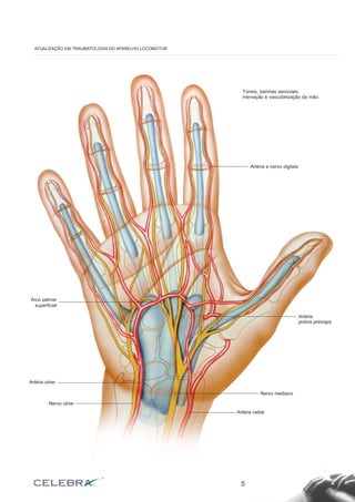 5
ATUALIZAÇÃO EM TRAUMATOLOGIA DO APARELHO LOCOMOTOR
Túneis, bainhas senoviais,
inervação e vascularização da mão.
Artéria e nervo digitais
Arco palmar
superficial
Nervo mediano
Artéria
policis princeps
Artéria radial
Artéria ulnar
Nervo ulnar
 