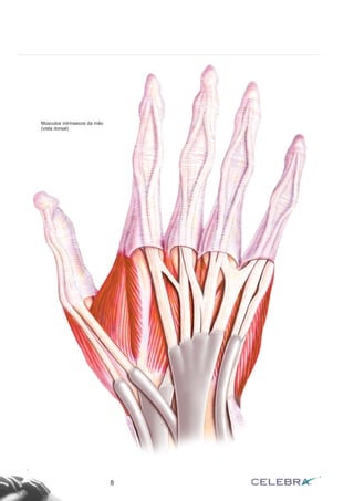 8
Músculos intrínsecos da mão
(vista dorsal)
 