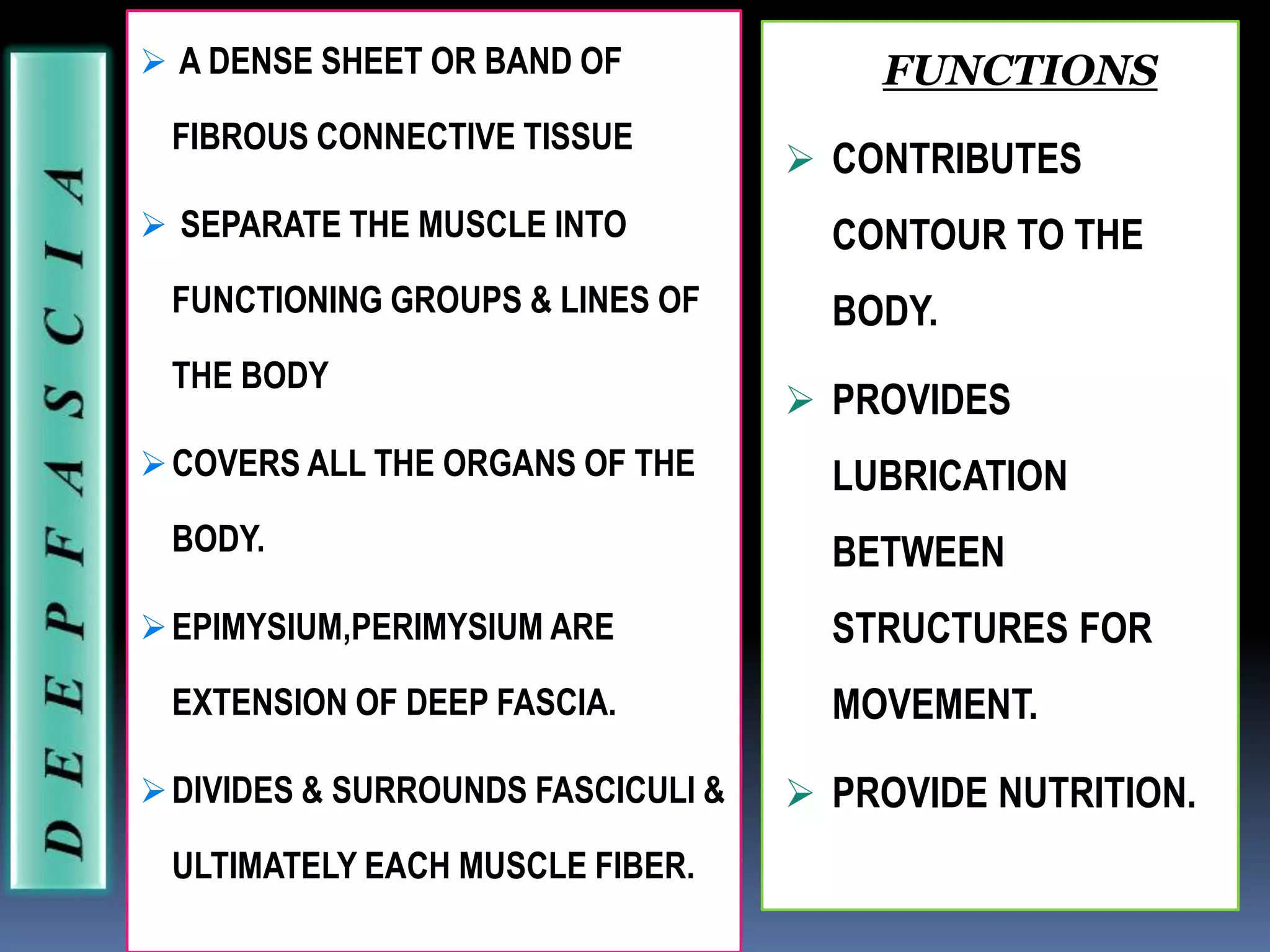  A DENSE SHEET OR BAND OF
FIBROUS CONNECTIVE TISSUE
 SEPARATE THE MUSCLE INTO
FUNCTIONING GROUPS & LINES OF
THE BODY
COVERS ALL THE ORGANS OF THE
BODY.
EPIMYSIUM,PERIMYSIUM ARE
EXTENSION OF DEEP FASCIA.
DIVIDES & SURROUNDS FASCICULI &
ULTIMATELY EACH MUSCLE FIBER.
FUNCTIONS
 CONTRIBUTES
CONTOUR TO THE
BODY.
 PROVIDES
LUBRICATION
BETWEEN
STRUCTURES FOR
MOVEMENT.
 PROVIDE NUTRITION.
 