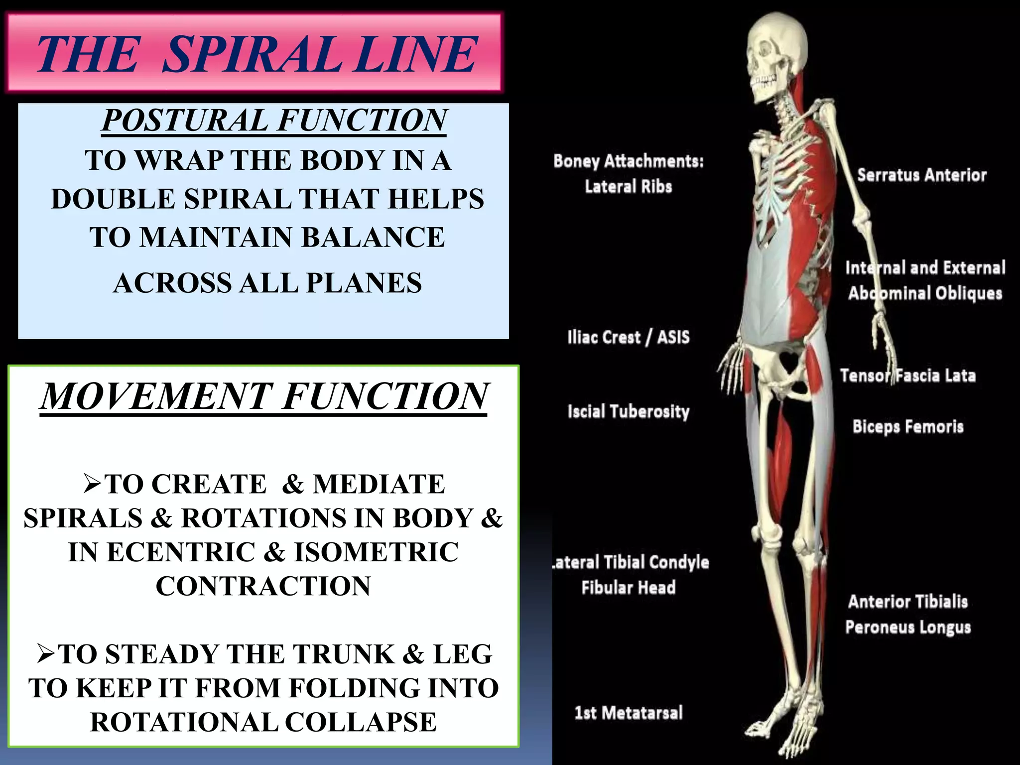 POSTURAL FUNCTION
TO WRAP THE BODY IN A
DOUBLE SPIRAL THAT HELPS
TO MAINTAIN BALANCE
ACROSS ALL PLANES
MOVEMENT FUNCTION
TO CREATE & MEDIATE
SPIRALS & ROTATIONS IN BODY &
IN ECENTRIC & ISOMETRIC
CONTRACTION
TO STEADY THE TRUNK & LEG
TO KEEP IT FROM FOLDING INTO
ROTATIONAL COLLAPSE
THE SPIRAL LINE
 