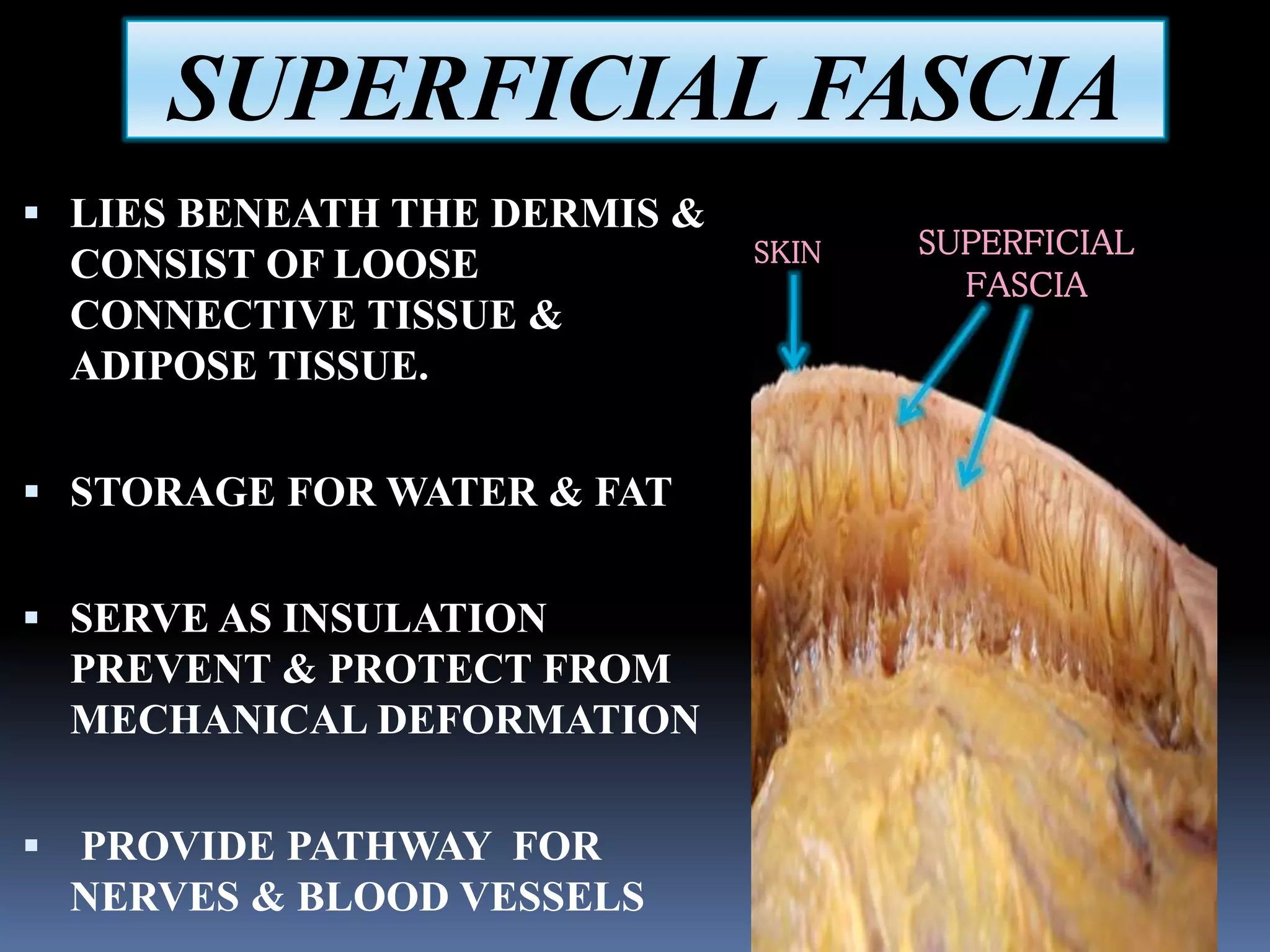 SUPERFICIAL FASCIA
 LIES BENEATH THE DERMIS &
CONSIST OF LOOSE
CONNECTIVE TISSUE &
ADIPOSE TISSUE.
 STORAGE FOR WATER & FAT
 SERVE AS INSULATION
PREVENT & PROTECT FROM
MECHANICAL DEFORMATION
 PROVIDE PATHWAY FOR
NERVES & BLOOD VESSELS
SKIN SUPERFICIAL
FASCIA
 