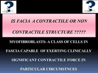 IS FACIA A CONTRACTILE OR NON
CONTRACTILE STRUCTURE ?????
MYOFIBROBLASTS- A CLASS OF CELLS IN
FASCIA CAPABLE OF EXERTING CLINICALLY
SIGNIFICANT CONTRACTILE FORCE IN
PARTICULAR CIRCUMSTNCES
 