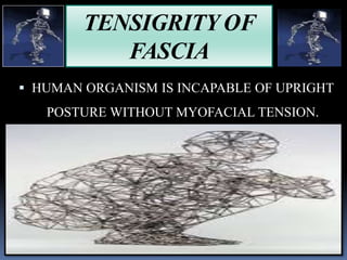 TENSIGRITY OF
FASCIA
 HUMAN ORGANISM IS INCAPABLE OF UPRIGHT
POSTURE WITHOUT MYOFACIAL TENSION.
 