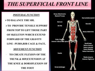 THE SUPERFICIAL FRONT LINE
POSTURAL FUNCTION
TO BALANCE THE SBL
TO PROVIDE TENSILE SUPPORT
FROM TOP TO LIFT THOSE PART
OF SKELETON WHICH EXTEND
FORWARD OF THE GRAVITY
LINE –PUBIS,RIB CAGE & FACE.
 MOVEMENT FUNCTION
 TO CREATE FLEXION OF THE
TRUNK & HIP,EXTENSION AT
THE KNEE & DORSIFLEXION OF
THE FOOT
 