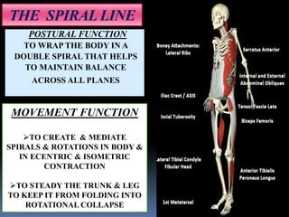POSTURAL FUNCTION
TO WRAP THE BODY IN A
DOUBLE SPIRAL THAT HELPS
TO MAINTAIN BALANCE
ACROSS ALL PLANES
MOVEMENT FUNCTION
TO CREATE & MEDIATE
SPIRALS & ROTATIONS IN BODY &
IN ECENTRIC & ISOMETRIC
CONTRACTION
TO STEADY THE TRUNK & LEG
TO KEEP IT FROM FOLDING INTO
ROTATIONAL COLLAPSE
THE SPIRAL LINE
 