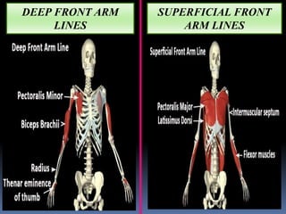 DEEP FRONT ARM
LINES
SUPERFICIAL FRONT
ARM LINES
 