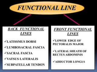 FUNCTIONAL LINE
BACK FUNCTIONAL
LINES
LATISSMUS DORSI
LUMBOSACRAL FASCIA
SACRAL FASCIA
VATSUS LATERALIS
SUBPATELLAR TENDON
FRONT FUNCTIONAL
LINES
LOWER EDGE OF
PECTORALIS MAJOR
LATERAL SHEATH OF
RECTUS ABDOMINIS
ADDUCTOR LONGUS
 