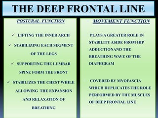 THE DEEP FRONTAL LINE
POSTURAL FUNCTION
 LIFTING THE INNER ARCH
 STABILIZING EACH SEGMENT
OF THE LEGS
 SUPPORTING THE LUMBAR
SPINE FORM THE FRONT
 STABILIZES THE CHEST WHILE
ALLOWING THE EXPANSION
AND RELAXATION OF
BREATHING
 MOVEMENT FUNCTION
 PLAYS A GREATER ROLE IN
STABILITY ASIDE FROM HIP
ADDUCTIONAND THE
BREATHING WAVE OF THE
DIAPHGRAM
 COVERED BY MYOFASCIA
WHICH DUPLICATES THE ROLE
PERFORMED BY THE MUSCLES
OF DEEP FRONTAL LINE
 
