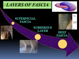 LAYERS OF FASCIA
 