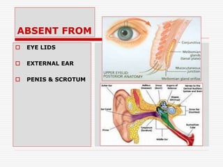 GENERAL ANATOMY OF THE FASCIAE BY DR JAMIL ANWAR | PPT