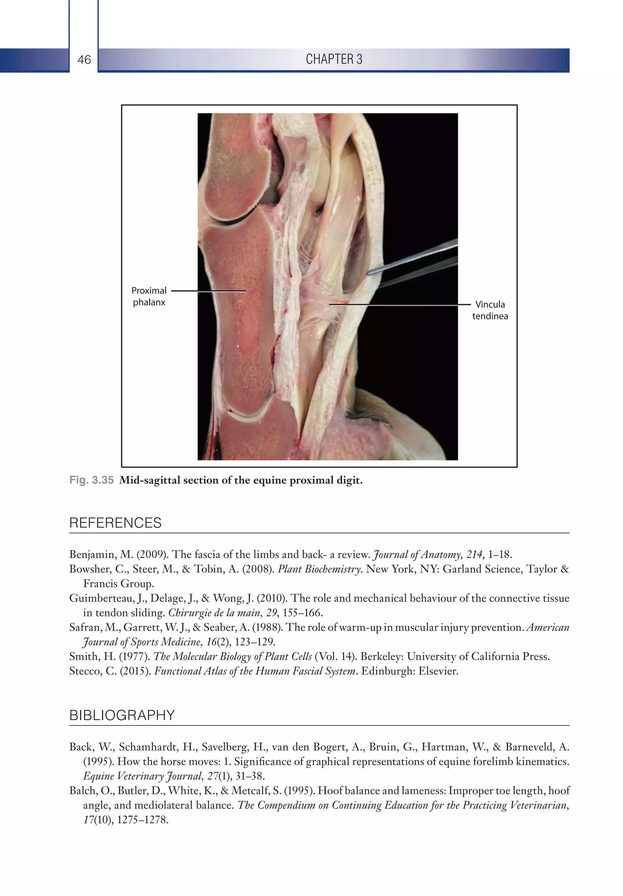 Fascial anatomy-of-the-equine-forelimb | PDF