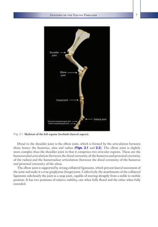 fascial-anatomy-of-the-equine-forelimb-pdf