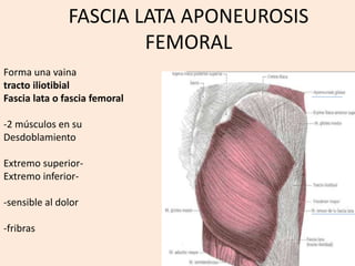 FASCIA LATA APONEUROSIS
FEMORAL
Forma una vaina
tracto iliotibial
Fascia lata o fascia femoral
-2 músculos en su
Desdoblamiento
Extremo superior-
Extremo inferior-
-sensible al dolor
-fribras
 