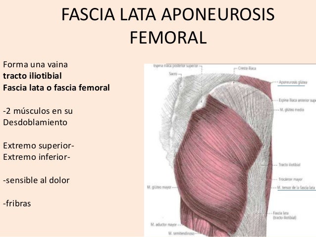 Fascia lata