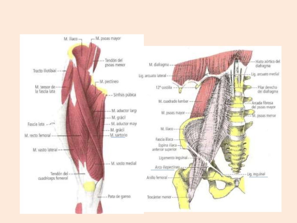 Fascia lata