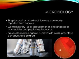 MICROBIOLOGY 
• Streptococci or mixed oral flora are commonly 
reported from cultures 
• Contemporary- Ecoli ,pseudomonas and anaerobes 
bacteroides and peptostreptococcus 
• Prevotello melaninogenicus, prevotella oralis, prevotella 
corrodens also isolated 
 