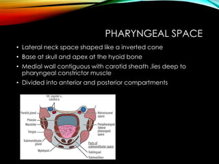 PHARYNGEAL SPACE 
• Lateral neck space shaped like a inverted cone 
• Base at skull and apex at the hyoid bone 
• Medial wall contiguous with carotid sheath ,lies deep to 
pharyngeal constrictor muscle 
• Divided into anterior and posterior compartments 
 