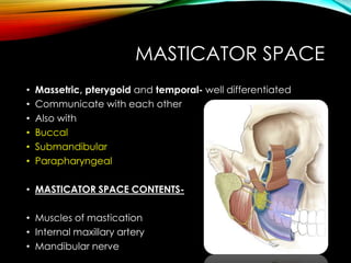 MASTICATOR SPACE 
• Massetric, pterygoid and temporal- well differentiated 
• Communicate with each other 
• Also with 
• Buccal 
• Submandibular 
• Parapharyngeal 
• MASTICATOR SPACE CONTENTS- 
• Muscles of mastication 
• Internal maxillary artery 
• Mandibular nerve 
 
