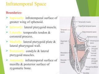 Infratemporal Space
Boundaries-
 Superiorly: infratemporal surface of
greater wing of sphenoid.
 Inferiorly: lateral pterygoid muscle.
 Laterally: temporalis tendon &
coronoid process.
 Medially: lateral pterygoid plate &
lateral pharyngeal wall.
 Posteriorly: condyle & lateral
pterygoid muscles.
 Anteriorly: infratemporal surface of
maxilla & posterior surface of
zygomatic bone.
 