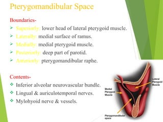 Pterygomandibular Space
Boundaries-
 Superiorly: lower head of lateral pterygoid muscle.
 Laterally: medial surface of ramus.
 Medially: medial pterygoid muscle.
 Posteriorly: deep part of parotid.
 Anteriorly: pterygomandibular raphe.
Contents-
 Inferior alveolar neurovascular bundle.
 Lingual & auriculotemporal nerves.
 Mylohyoid nerve & vessels.
 