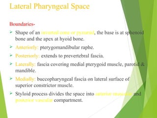 Lateral Pharyngeal Space
Boundaries-
 Shape of an inverted cone or pyramid, the base is at sphenoid
bone and the apex at hyoid bone.
 Anteriorly: pterygomandibular raphe.
 Posteriorly: extends to prevertebral fascia.
 Laterally: fascia covering medial pterygoid muscle, parotid &
mandible.
 Medially: buccopharyngeal fascia on lateral surface of
superior constrictor muscle.
 Styloid process divides the space into anterior muscular and
posterior vascular compartment.
 