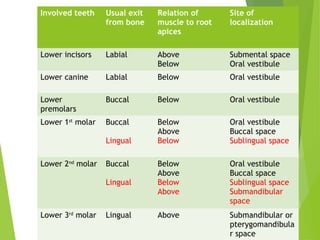 Involved teeth Usual exit
from bone
Relation of
muscle to root
apices
Site of
localization
Lower incisors Labial Above
Below
Submental space
Oral vestibule
Lower canine Labial Below Oral vestibule
Lower
premolars
Buccal Below Oral vestibule
Lower 1st
molar Buccal
Lingual
Below
Above
Below
Oral vestibule
Buccal space
Sublingual space
Lower 2nd
molar Buccal
Lingual
Below
Above
Below
Above
Oral vestibule
Buccal space
Sublingual space
Submandibular
space
Lower 3rd
molar Lingual Above Submandibular or
pterygomandibula
r space
 