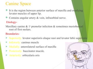 Canine Space
 It is the region between anterior surface of maxilla and overlying
levator muscles of upper lip.
 Contains angular artery & vein, infraorbital nerve.
Etiology-
Maxillary canine & 1st
premolar infection & sometimes mesiobuccal
root of first molars.
Boundaries-
 Superiorly: levator superioris alaque nasi and levator labii superioris
 Inferiorly: caninus muscle
 Medially: anterolateral surface of maxilla
 Posteriorly: buccinator mucsle.
 Anteriorly: orbicularis oris
 