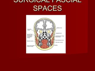 SURGICAL FASCIALSURGICAL FASCIAL
SPACESSPACES
 
