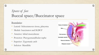 Sldcf Fascial spaces of neck- anatomy and clinical significance | PPTX