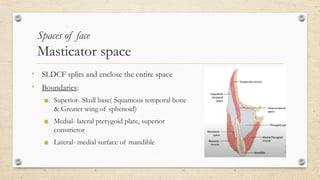 Sldcf Fascial spaces of neck- anatomy and clinical significance | PPTX
