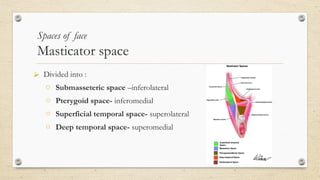 Submasseter Space Fascial spaces of neck- anatomy and clinical significance | PPTX
