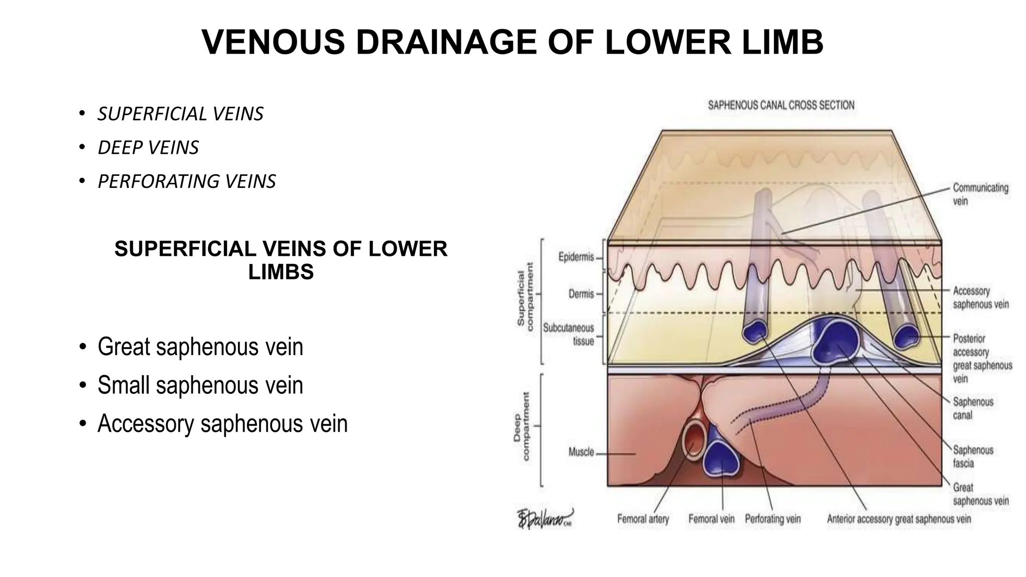 fascia of lower limb, venous drainage of lower limb, lymphatic drainage ...