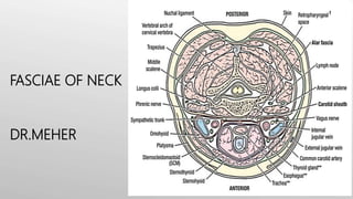 FASCIAE OF NECK
DR.MEHER
Fig 1.0 – Compartments of the neck
 