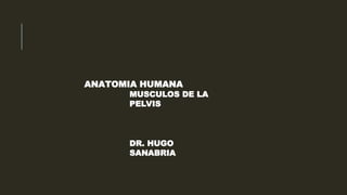 ANATOMIA HUMANA
MUSCULOS DE LA
PELVIS
DR. HUGO
SANABRIA
 