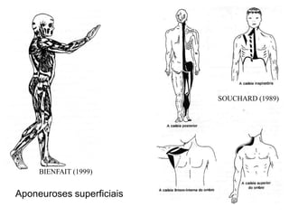 SOUCHARD (1989)
BIENFAIT (1999)
Aponeuroses superficiais
 