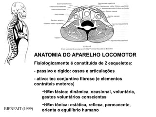 BIENFAIT (1999)
ANATOMIA DO APARELHO LOCOMOTOR
Fisiologicamente é constituída de 2 esqueletos:
- passivo e rígido: ossos e articulações
- ativo: tec conjuntivo fibroso (e elementos
contráteis motores)
Mm fásica: dinâmica, ocasional, voluntária,
gestos voluntários conscientes
Mm tônica: estática, reflexa, permanente,
orienta o equilíbrio humano
 