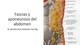 Fascias y
aponeurosis del
abdomen
Dr. Sócrates Pozo Verdesoto. Esp; Mg.
 