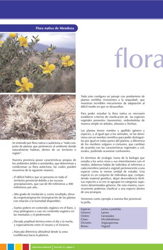 educación ambiental fascículo 16 . página 2
Flora nativa de Mendoza
Se entiende por flora nativa o autóctona a “todo con-
junto de plantas que pertenecen al ambiente donde
naturalmente habitan, dentro de un territorio o
región”.
Nuestra provincia posee características propias de
los ambientes áridos o semiáridos, que determinan y
condicionan su flora autóctona, las cuales pueden
resumirse de la siguiente manera:
. El déficit hídrico que se presenta en todo el
territorio provincial debido a las escasas
precipitaciones, que van de 80 milímetros a 400
milímetros por año.
. Alto grado de insolación y, como resultado, eleva-
da evapotranspiración (transpiración de las plantas
con relación a la humedad disponible).
. Suelos pobres en contenido orgánico en el llano, y
muy pedregosos o casi sin contenido orgánico en
las montañas y el piedemonte.
. Elevada amplitud térmica entre el día y la noche,
y especialmente entre el verano y el invierno.
. Marcada diferencia altitudinal desde la zona
cordillerana hacia la planicie.
Todo esto configura un paisaje con predominio de
plantas xerófilas (resistentes a la sequedad), que
muestran increíbles mecanismos de adaptación al
difícil medio en que se desarrollan.
Para poder estudiar la flora nativa es necesario
establecer criterios de clasificación de las especies
vegetales presentes (taxonomía), ordenándolas de
manera simple en árboles, arbustos y hierbas.
Las plantas tienen nombre y apellido (género y
especie), y al igual que a los animales, se las deno-
mina con un nombre científico para poder distinguir-
las por igual en todas partes del planeta, a diferencia
de los nombres vulgares o comunes, que cambian
de acuerdo con las características regionales y cul-
turales, pudiendo ocasionar confusiones.
En términos de ecología (rama de la biología que
estudia a los seres vivos y sus interrelaciones con el
medio), debemos hablar de individuo al referirnos a
cada miembro (animal o vegetal) perteneciente a una
especie como la menor unidad de estudio. Una
especie es un conjunto de individuos que, compar-
tiendo material genético, dejan descendencia fértil.
Las especies a su vez se agrupan en categorías supe-
riores denominados géneros. De esta manera, suce-
sivamente podemos clasificar a una especie dentro
de una jerarquía.
Tomemos como ejemplo a nuestra flor provincial:
la jarilla.
Especie: Larrea cuneifolia
Género: Larrea
Orden: Geraniales
Clase: Dicotiledóneas
División: Angiospermas
Reino: Vegetal
flora
 