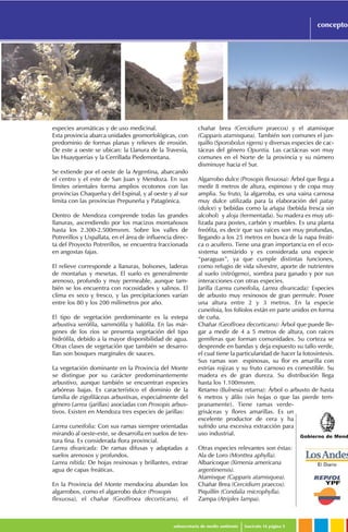 especies aromáticas y de uso medicinal.
Esta provincia abarca unidades geomorfológicas, con
predominio de formas planas y relieves de erosión.
De este a oeste se ubican: la Llanura de la Travesía,
las Huayquerías y la Cerrillada Piedemontana.
Se extiende por el oeste de la Argentina, abarcando
el centro y el este de San Juan y Mendoza. En sus
límites orientales forma amplios ecotonos con las
provincias Chaqueña y del Espinal, y al oeste y al sur
limita con las provincias Prepuneña y Patagónica.
Dentro de Mendoza comprende todas las grandes
llanuras, ascendiendo por los macizos montañosos
hasta los 2.300-2.500msnm. Sobre los valles de
Potrerillos y Uspallata, en el área de influencia direc-
ta del Proyecto Potrerillos, se encuentra fraccionada
en angostas fajas.
El relieve corresponde a llanuras, bolsones, laderas
de montañas y mesetas. El suelo es generalmente
arenoso, profundo y muy permeable, aunque tam-
bién se los encuentra con rocosidades y salinos. El
clima es seco y fresco, y las precipitaciones varían
entre los 80 y los 200 milímetros por año.
El tipo de vegetación predominante es la estepa
arbustiva xerófila, sammófila y halófila. En las már-
genes de los ríos se presenta vegetación del tipo
hidrófila, debido a la mayor disponibilidad de agua.
Otras clases de vegetación que también se desarro-
llan son bosques marginales de sauces.
La vegetación dominante en la Provincia del Monte
se distingue por su carácter predominantemente
arbustivo, aunque también se encuentran especies
arbóreas bajas. Es característico el dominio de la
familia de zigofiláceas arbustivas, especialmente del
género Larrea (jarillas) asociadas con Prosopis arbus-
tivos. Existen en Mendoza tres especies de jarillas:
Larrea cuneifolia: Con sus ramas siempre orientadas
mirando al oeste-este, se desarrolla en suelos de tex-
tura fina. Es considerada flora provincial.
Larrea divaricada: De ramas difusas y adaptadas a
suelos arenosos y profundos.
Larrea nítida: De hojas resinosas y brillantes, extrae
agua de capas freáticas.
En la Provincia del Monte mendocina abundan los
algarrobos, como el algarrobo dulce (Prosopis
flexuosa), el chañar (Geoffroea decorticans), el
chañar brea (Cercidium praecox) y el atamisque
(Capparis atamisquea). También son comunes el jun-
quillo (Sporobolus rigens) y diversas especies de cac-
táceas del género Opuntia. Las cactáceas son muy
comunes en el Norte de la provincia y su número
disminuye hacia el Sur.
Algarrobo dulce (Prosopis flexuosa): Árbol que llega a
medir 8 metros de altura, espinoso y de copa muy
amplia. Su fruto, la algarroba, es una vaina carnosa
muy dulce utilizada para la elaboración del patay
(dulce) y bebidas como la añapa (bebida fresca sin
alcohol) y aloja (fermentada). Su madera es muy uti-
lizada para postes, carbón y muebles. Es una planta
freófita, es decir que sus raíces son muy profundas,
llegando a los 25 metros en busca de la napa freáti-
ca o acuífero. Tiene una gran importancia en el eco-
sistema semiárido y es considerada una especie
“paraguas”, ya que cumple distintas funciones,
como refugio de vida silvestre, aporte de nutrientes
al suelo (nitrógeno), sombra para ganado y por sus
interacciones con otras especies.
Jarilla (Larrea cuneifolia, Larrea divaricada): Especies
de arbusto muy resinosos de gran permufe. Posee
una altura entre 2 y 3 metros. En la especie
cuneifoia, los folíolos están en parte unidos en forma
de cuña.
Chañar (Geoffroea decorticans): Árbol que puede lle-
gar a medir de 4 a 5 metros de altura, con raíces
gemíferas que forman comunidades. Su corteza se
desprende en bandas y deja expuesto su tallo verde,
el cual tiene la particularidad de hacer la fotosíntesis.
Sus ramas son espinosas, su flor es amarilla con
estrías rojizas y su fruto carnoso es comestible. Su
madera es de gran dureza. Su distribución llega
hasta los 1.100msnm.
Retamo (Bulnesia retama): Árbol o arbusto de hasta
6 metros y áfilo (sin hojas o que las pierde tem-
pranamente). Tiene ramas verde-
grisáceas y flores amarillas. Es un
excelente productor de cera y ha
sufrido una excesiva extracción para
uso industrial.
Otras especies relevantes son éstas:
Ala de Loro (Monttea aphylla).
Albaricoque (Ximenia americana
argentinensis).
Atamisque (Capparis atamisquea).
Chañar Brea (Cercidium praecox).
Piquillín (Condalia microphylla).
Zampa (Atriplex lampa).
Gobierno de Mend
subsecretaría de medio ambiente fascículo 16 página 5
conceptos
 