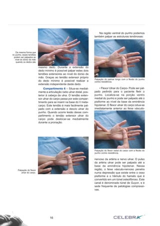 mesmo dedo. Durante a extensão do
dedo mínimo é possível palpar estes dois
tendões extensores ao nível do dorso da
mão. Graças ao tendão extensor próprio
do dedo mínimo é possível realizar a
extensão independente deste dedo.
Compartimento 6 – Situa-se medial-
mente a articulação radio ulnar distal, pos-
terior à cabeça da ulna. O tendão exten-
sor ulnar do carpo passa por este compar-
timento para se inserir na base do V meta-
carpo. Este tendão é mais facilmente pal-
pado com a extensão e desvio ulnar do
punho. Quando ocorre lesão desse com-
partimento o tendão extensor ulnar do
carpo pode deslocar-se medialmente
durante a pronação.
Na região ventral do punho podemos
também palpar as estruturas tendinosas:
• Flexor Ulnar do Carpo- Pode ser pal-
pado pedindo para o paciente fletir o
punho. Localiza-se na porção ventro
medial do punho e pode ser palpado até o
pisiforme ao nível da base da eminência
hipotenar. O flexor ulnar do carpo situa-se
imediatamente anterior ao feixe vásculo-
nervoso da artéria e nervo ulnar. O pulso
da artéria ulnar pode ser palpado até a
base da eminência hipotenar. Nessa
região, o feixe vásculo-nervoso penetra
numa depressão que existe entre o osso
pisiforme e o hâmulo do hamato que é
convertido em um túnel osteofibroso. Este
canal é denominado túnel de Guyon, e é
sede frequente de patologias compressi-
vas.
16
Da mesma forma que
no punho, esses tendões
podem ser palpados ao
nível do dorso da mão
quando os dedos são
Palpação do palmar longo com a flexão do punho
contra resistência.
Palpação do flexor radial do carpo com a flexão do
punho contra resistência.
Palpação do flexor
ulnar do carpo.
 