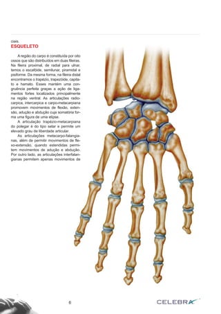6
ciais.
ESQUELETO
A região do carpo é constituída por oito
ossos que são distribuídos em duas fileiras.
Na fileira proximal, de radial para ulnar,
temos o escafóide, semilunar, piramidal e
pisiforme. Da mesma forma, na fileira distal
encontramos o trapézio, trapezóide, capita-
to e hamato. Esses mantém uma con-
gruência perfeita graças a ação de liga-
mentos fortes localizados principalmente
na região ventral. As articulações radio-
carpica, intercarpica e carpo-metacarpiana
promovem movimentos de flexão, exten-
são, adução e abdução cuja somatória for-
ma uma figura de uma elípse.
A articulação trapézio-metacarpiana
do polegar é do tipo selar e permite um
elevado grau de liberdade articular.
As articulações metacarpo-falangia-
nas, além de permitir movimentos de fle-
xo-extensão, quando estendidas permi-
tem movimentos de adução e abdução.
Por outro lado, as articulações interfalan-
gianas permitem apenas movimentos de
 