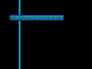 Il semble évident que cet ours n'était pas affamé… 