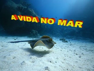 A VIDA NO MAR 