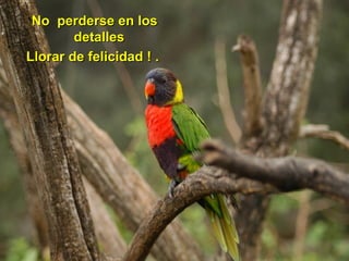 No  perderse en los detalles  Llorar de felicidad ! .  