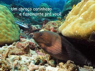 Um abraço carinhoso
   e fascinante prá você.
 