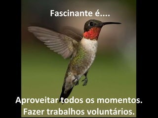 Aproveitar todos os momentos. Fazer trabalhos voluntários.   Fascinante é.... 