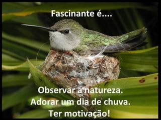 Observar a natureza. Adorar um dia de chuva. Ter motivação!     Fascinante é.... 