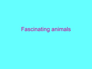 Fascinating animals
 